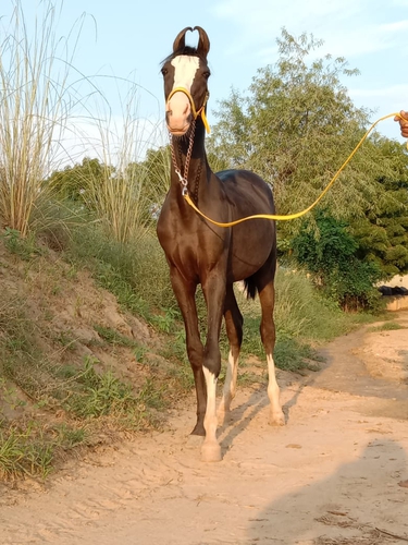 Great Gambler Mare — photo 4
