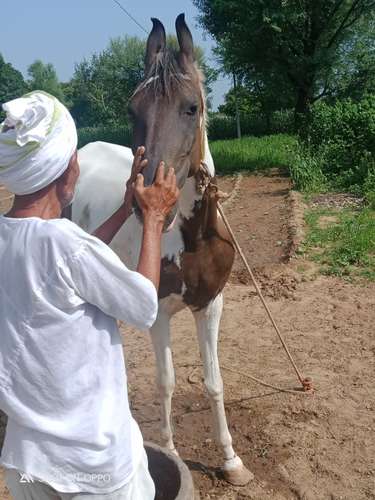 Ablak Horse — photo 4
