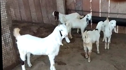 Sojat Goat — photo 6