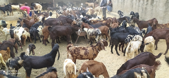 Cutting goat male female  — photo 3