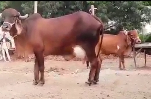 Gir Cow — photo 2
