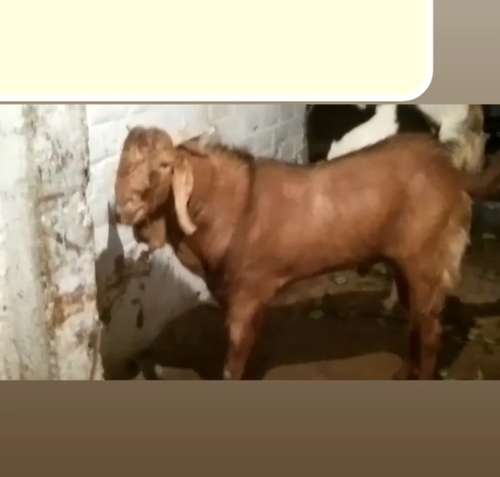 Goat — photo 3