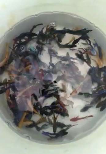 Fish — photo 2