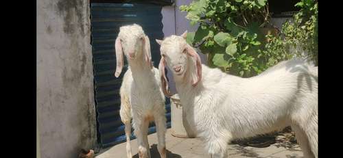 Hansa Goat (Jodi)  — photo 6