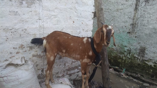 Desi Cross breed — photo 4