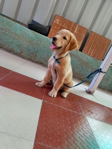 Golden Retriever Puppy