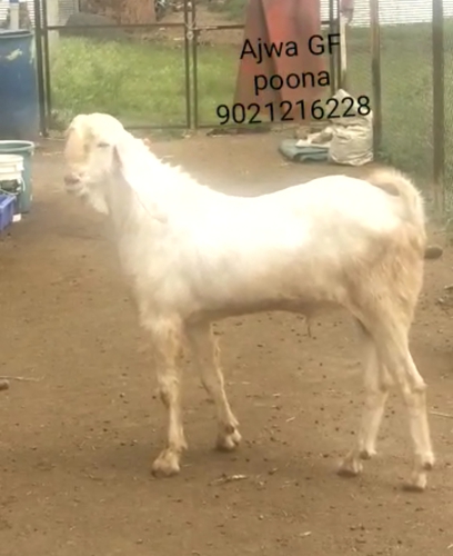 Patira Goat — photo 5