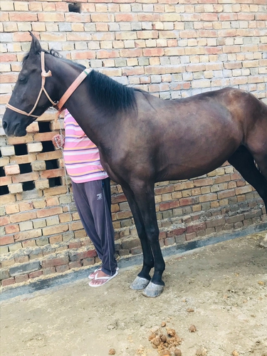 Marwadi Ablakh  Horse — photo 3