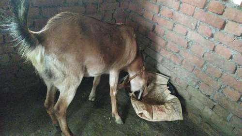 Desi Goat — photo 2