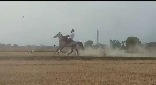 Pure Sindhi Horse — photo 2