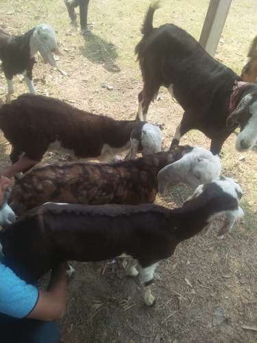 Baby Goat Toptapari, Rajasthani, Ajmeri — photo 3