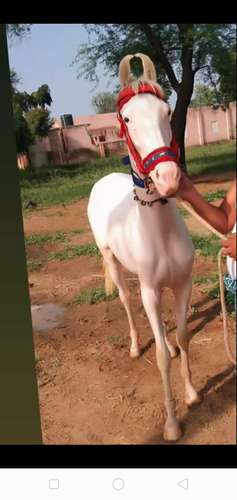 Marwadi Horse 🐴 — photo 4
