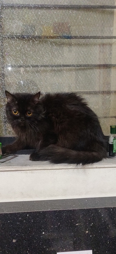 Parsian cat — photo 2