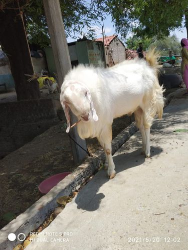 Malwa Male Goat — photo 4