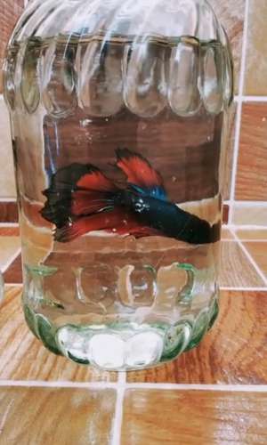 Fish — photo 4