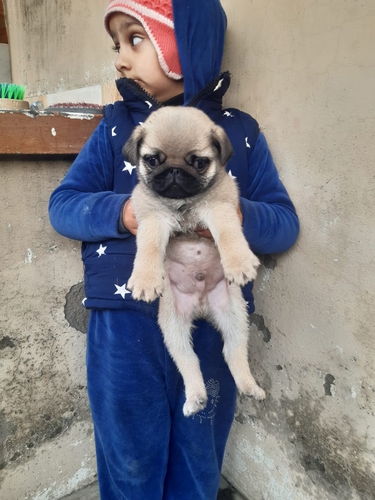 Pug — photo 3