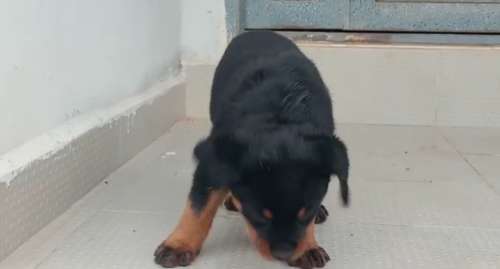 Rottweiler Puppy🐶 — photo 6