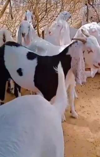 Sojat Male  Goat