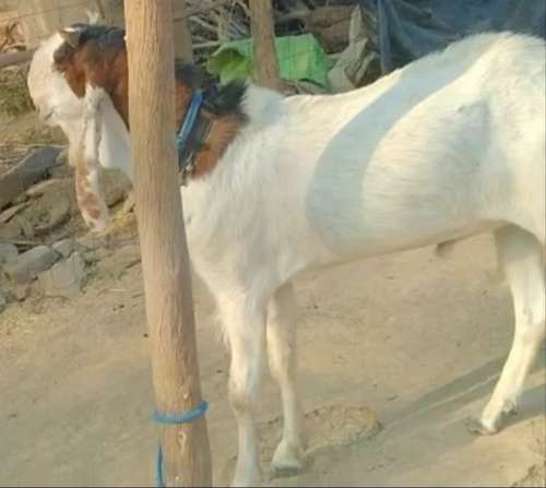 Kota Goat — photo 5