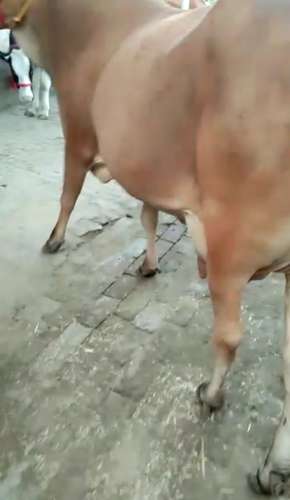 Sahiwal Cow — photo 2