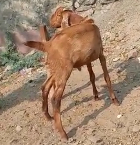 Ajmeri, Sirohi Goat — photo 2