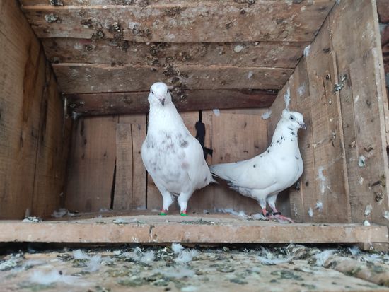 White piegeons — photo 2