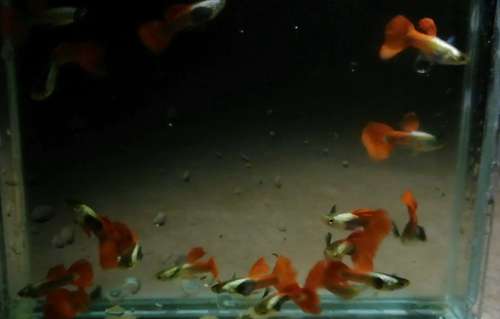 guppy platinum red — photo 3