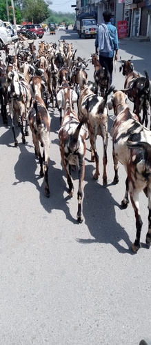 Sirohi gujeri male and female — photo 4