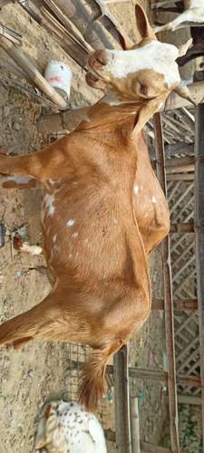 Barbari pure breed Goat
