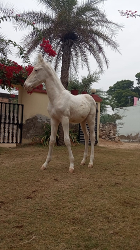 Marwari Horse — photo 3