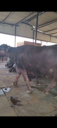 Female calf Buffalo — photo 3
