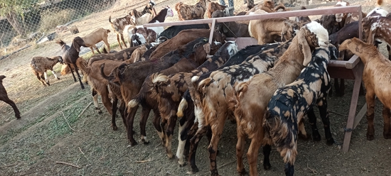 गुजरी//अजमेरी//सिरोही//kids//अवेलेबल//My//Farm  — photo 2