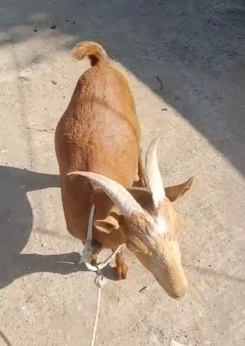 Yamni Goat