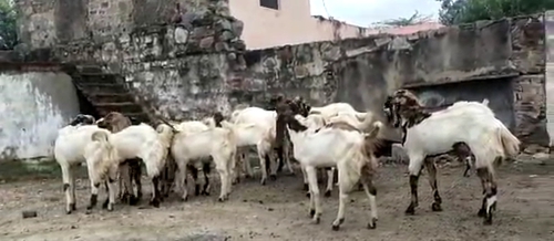 Totapuri Goat — photo 4
