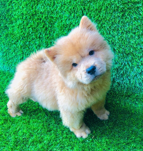 Chow Chow Puppy — photo 4