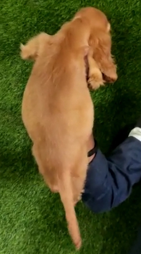 COCKER SPANIEL Puppy — photo 2