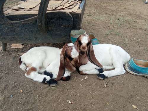 Totapuri Goat — photo 2
