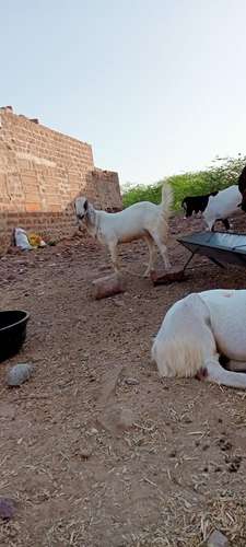 Breeder Goat — photo 3