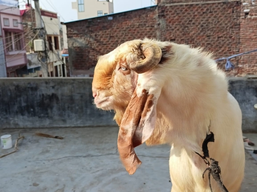 Betal haidrabadimix goat