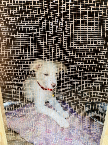 Pet