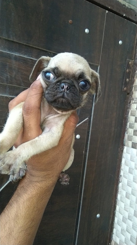 All dog breed available