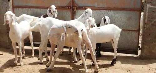 Sojat Male Goat — photo 4