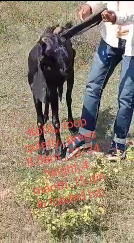 Kota Goat  — photo 5