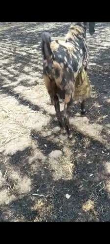 Beetal Goat  — photo 5