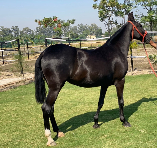 Marwari Horse