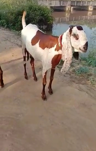 Goat — photo 3
