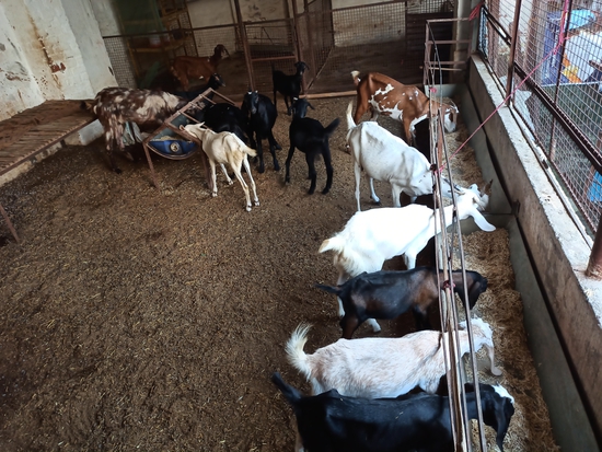 Desi & crossbreed — photo 5