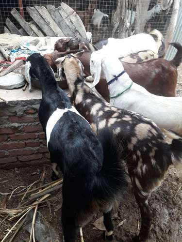 Desi Goat  — photo 3