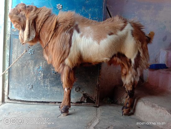 Bakra sel — photo 4