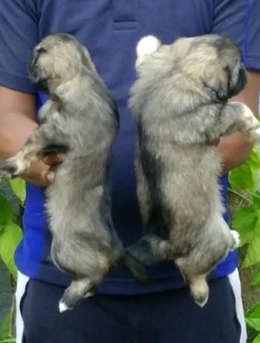 Lasha apso puppy — photo 2
